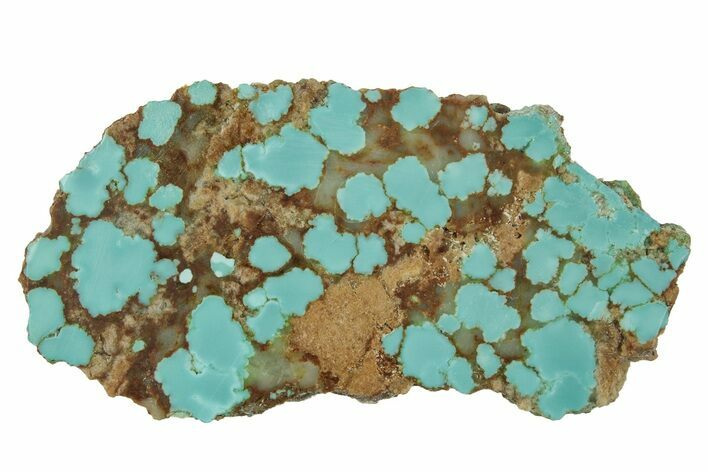 Polished Turquoise Section - Number Mine, Carlin, NV #244467